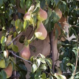 Quel arbre fruitier cultiver en pot ?